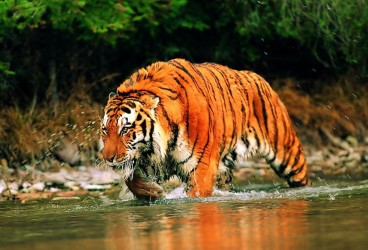 Sundarbans Safari Tour